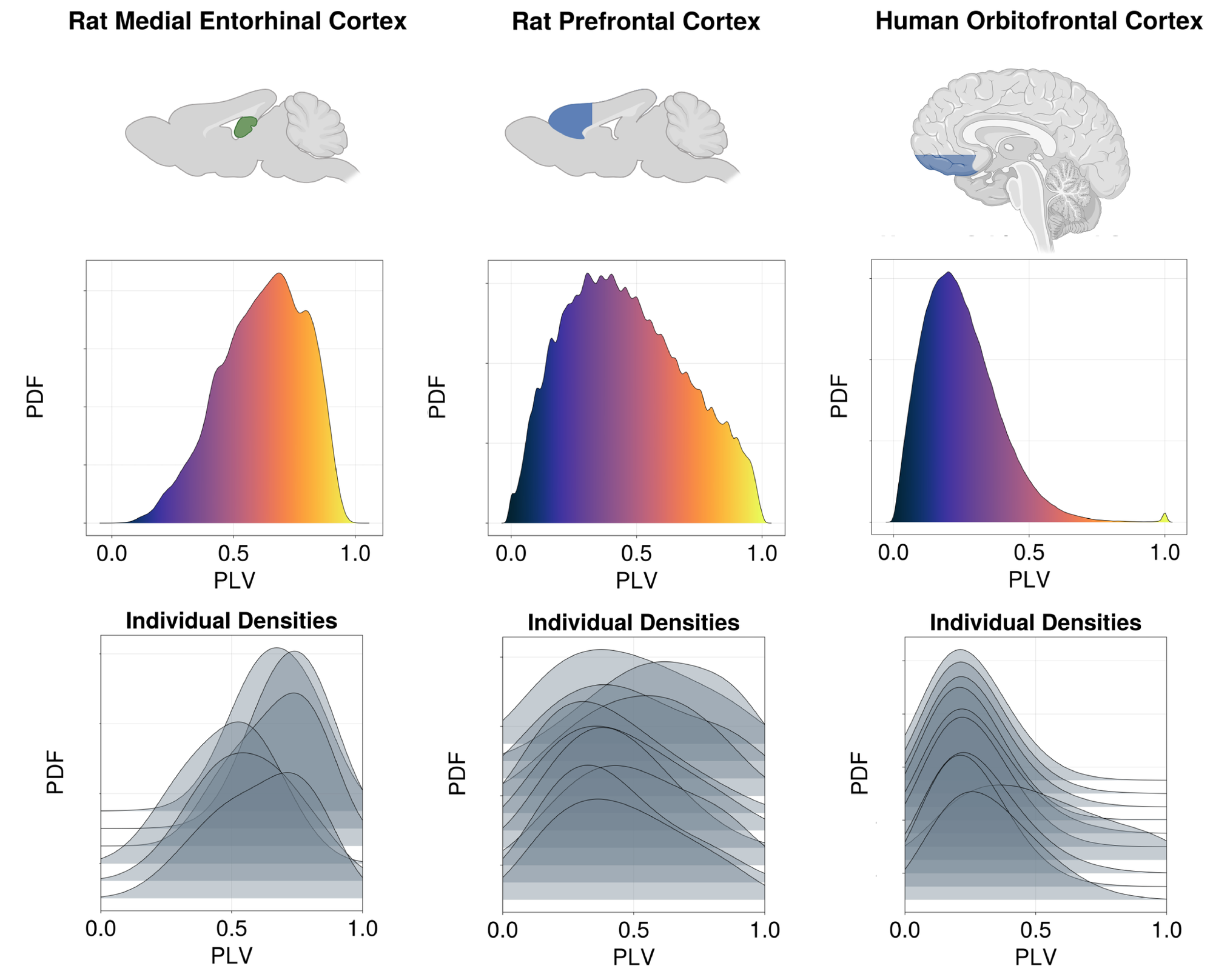 Intracranial EEG shows synchrony variation across regions as predicted by symbolic PEM-UDE. As shown in Fig. fig:4g, the typical synchrony in regions with greater degrees of connectivity will be higher than that in regions with lower degrees of connectivity. We also show that this holds in biological brains by examining three datasets. In the one with greatest connectivity (rat medial entorhinal cortex; left column) there is a greater degree of synchrony (measured by phase-locking value; PLV) over the duration of the experiment compared to the prefrontal cortex (middle panel). This difference is even more noticeable compared to the human orbitofrontal cortex at rest (right panel), where overall synchronization tends to be very low during spontaneous activity. As all cumulative distributions (upper row) are based on synchrony values from many individuals, synchrony distributions from each subject are also shown (bottom row) to illustrate the variability across individuals. Figure created with BioRender.com.